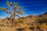 Joshua Tree 24702