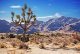 Joshua Tree 24705