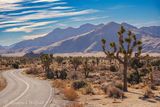 Joshua Tree 24712