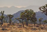 Joshua Tree 25598