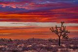 Joshua Tree 25237