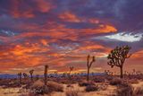 Joshua Tree 25231