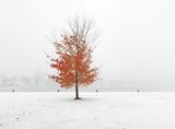 Late Autumn Tree On A Foggy Day DSCN016618