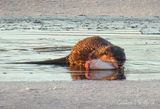 Otter On Ice With Catch DSCN016689