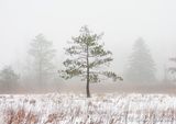 Trees In Fog DSCN016609