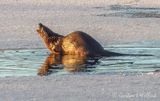 Otter In Open Water Reflected DSCN016751