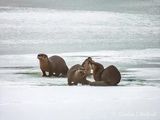 Four Otters On Ice DSCN017281