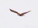 Immature Bald Eagle In Flight DSCN017555