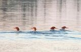 Four Female Common Mergansers DSCN018041