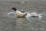 Male Common Merganser Taking Flight DSCN018584