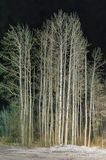 Birches At Night 90D140469