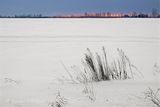Winter Weeds 90D141405