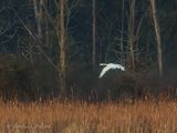 Trumpeter Swan In Flight DSCN018785