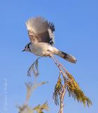Blue Jay Taking Flight DSCN019011