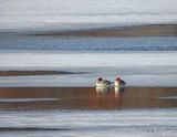 Two Female Common Mergansers On Ice Reflected DSCN019198