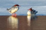 Two Female Common Mergansers On Ice Reflected DSCN019204-5