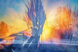 Sun Beyond Frosted Tree In Steam Fog 90D144601