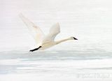 Trumpeter Swan In Flight Over Ice DSCN019441