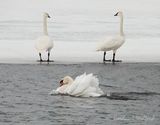 Mute Swan Busking Past Two Trumpeter Swans DSCN019433