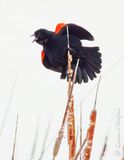 Red-winged Blackbird Calling On A Cattail DSCN019981