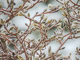 Iced Magnolia Buds DSCN020643