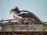 Osprey On Nest DSCN020738