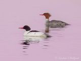 Mr & Mrs Common Merganser DSCN020824