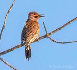 Male Northern Flicker Calling DSCN021028