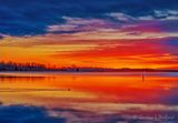 Swimming Beaver At Sunrise 90D149247