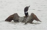 Loon Spreading Its Wings DSCN021127