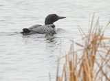 Loon Swimming Past River Grass DSCN021183