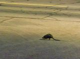 Rodent On Queen Street 90D150681