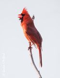 Male Cardinal Singing DSCN021942