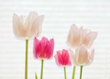 Five Tulips High Key P1110348