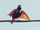 Starling On A Cable Calling DSCN021859