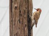 Male Northern Flicker On A Pole DSCN022156