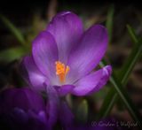 Crocus DSCN021989