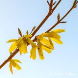 Forsythia Flowers DSCN022269