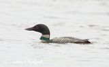 Common Loon DSCN022868
