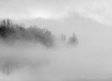 Trees In Steam Fog 90D152828