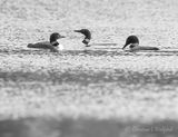 Three Common Loons DSCN022300