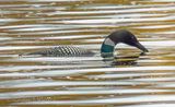 Loon Preparing To Dive DSCN023285