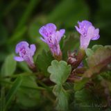 Ground Ivy DSCN023355