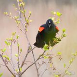 Red-winged Blackbird Telling Me Off DSCN023381