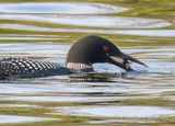 Loon With A Crayfish DSCN023760