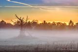 Ground Fog At Sunrise 90D154512