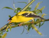 Male American Goldfinch Calling DSCN024044