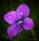 Wet Violet DSCN024156