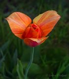 Windblown Tulip Petals DSCN024309