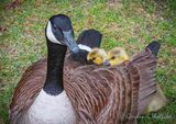 Goslings Cuddling With Mama DSCN024447